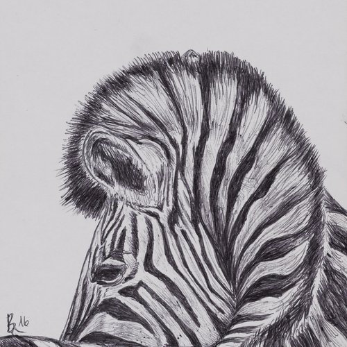 Zebra