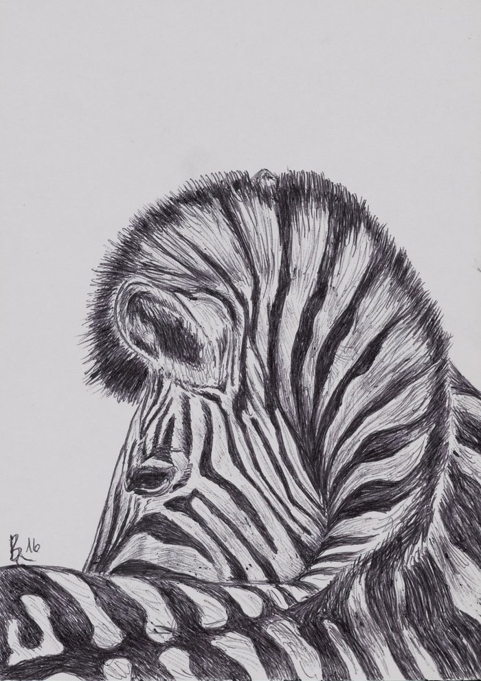 Zebra