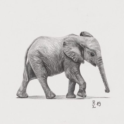 Elefant