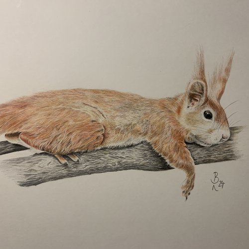 Eichhörnchen neu