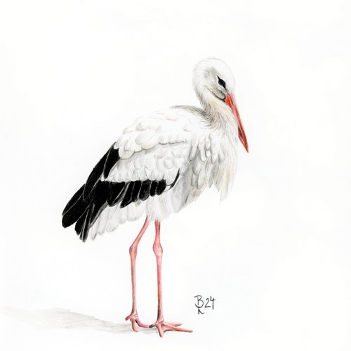 Storch