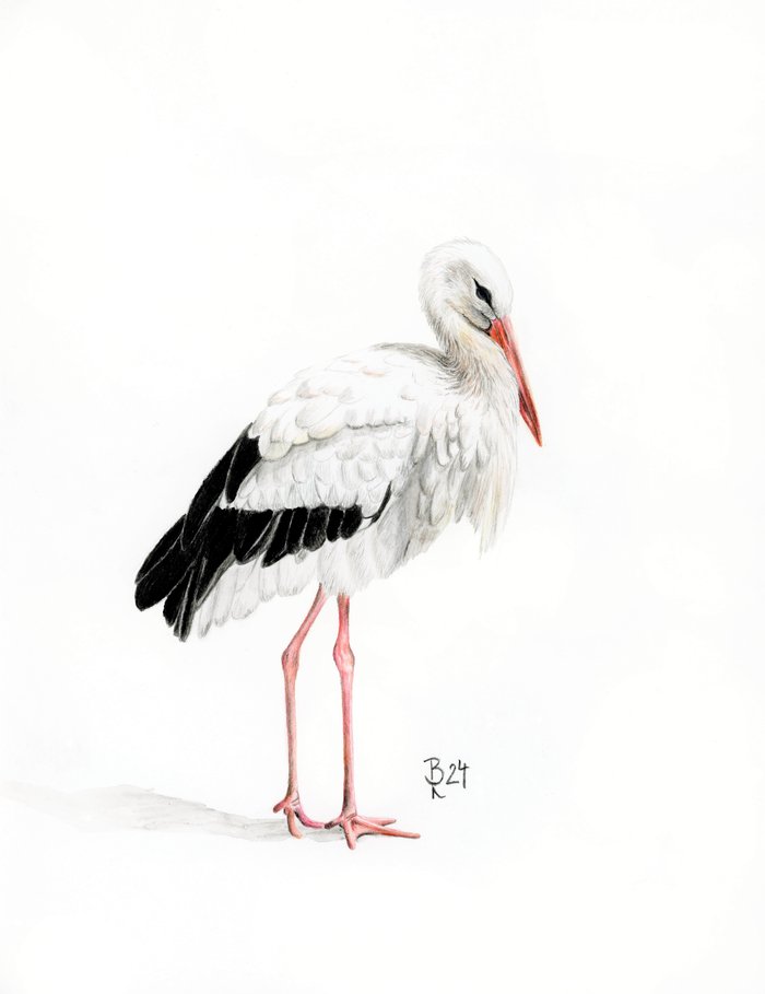 Storch