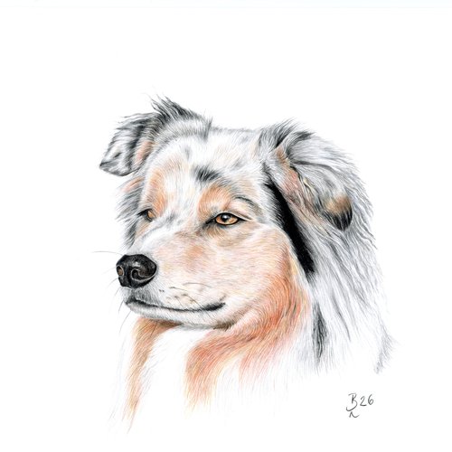 Australian Shepherd- Nanouk
