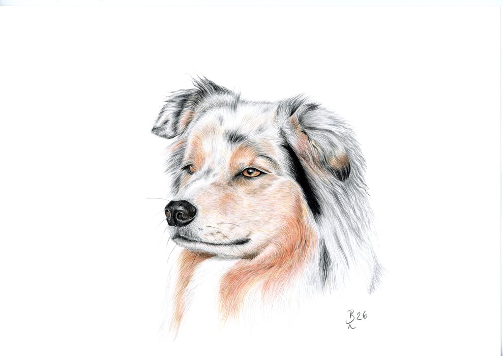 Australian Shepherd- Nanouk