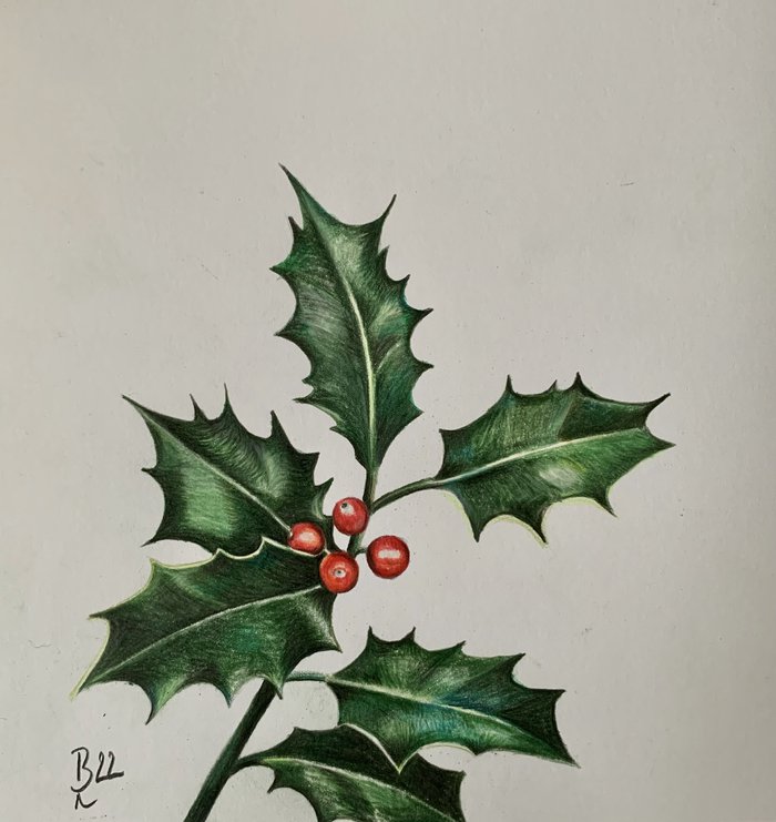 ilex