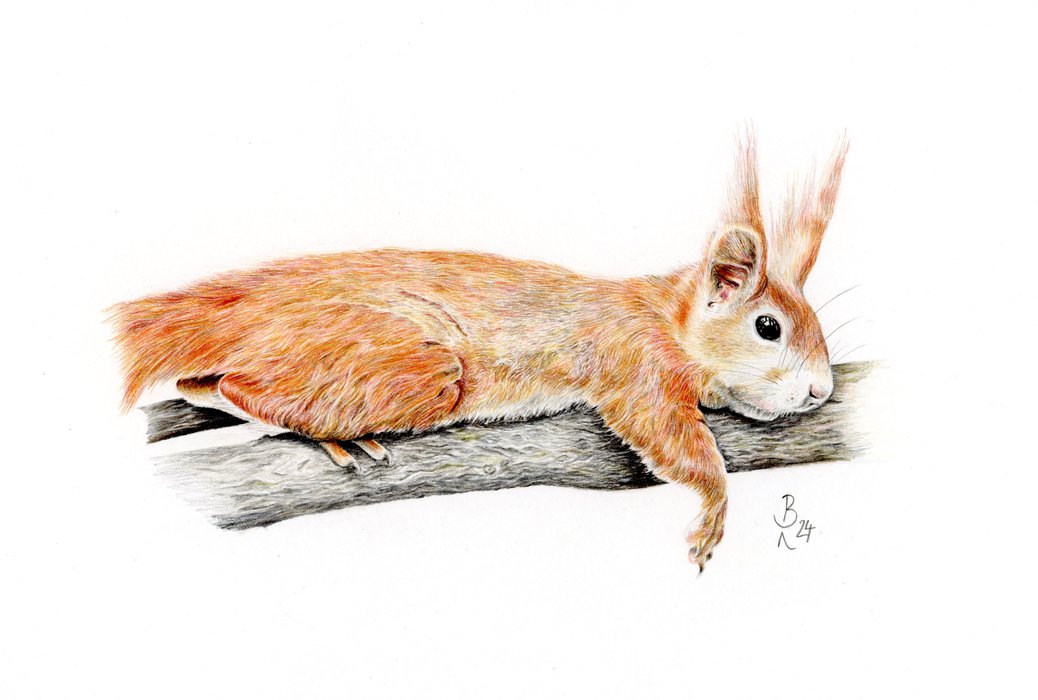 Eichhörnchen neu