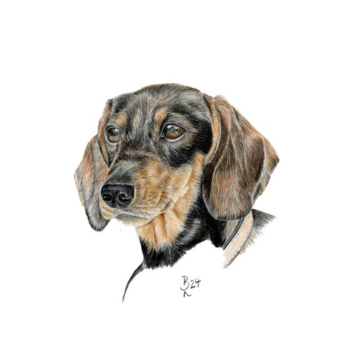 Dackel