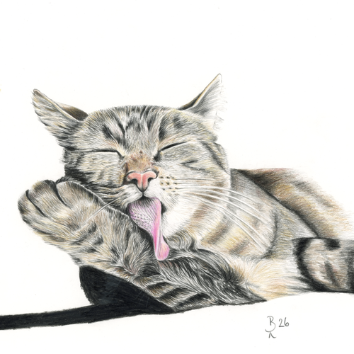 Katze