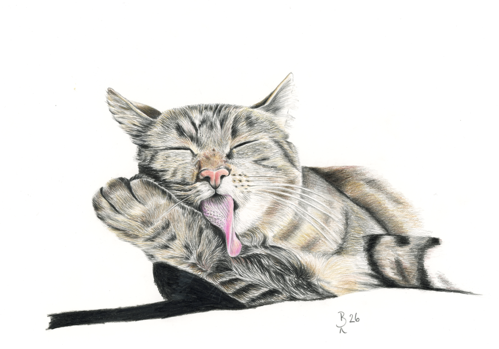 Katze