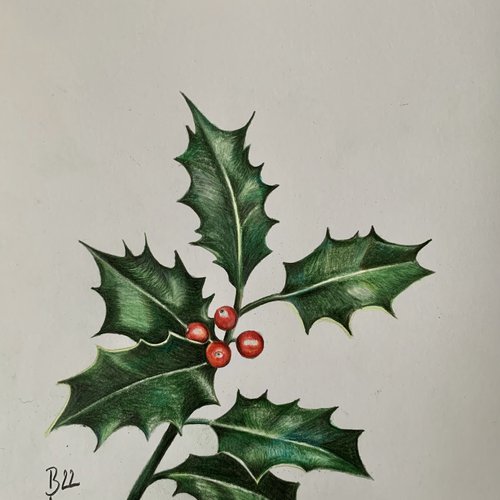 ilex